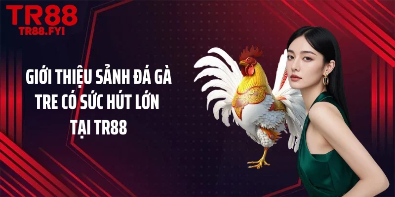Giới thiệu sảnh đá gà tre có sức hút lớn tại TR88