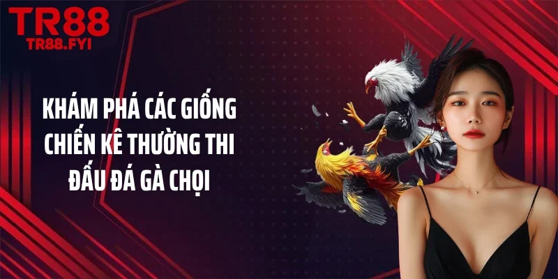 Khám phá các giống chiến kê thường thi đấu đá gà chọi